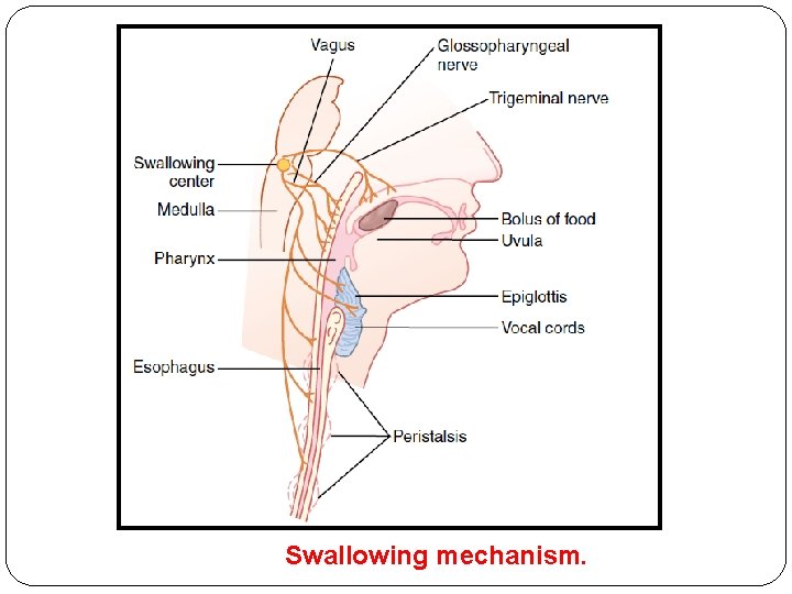 Swallowing mechanism. 