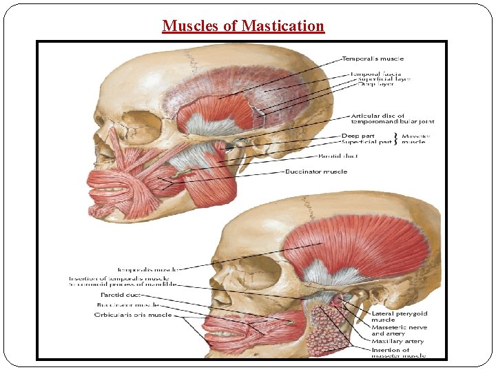 Muscles of Mastication 