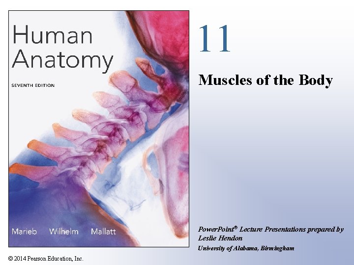 11 Muscles of the Body Power. Point® Lecture Presentations prepared by Leslie Hendon University