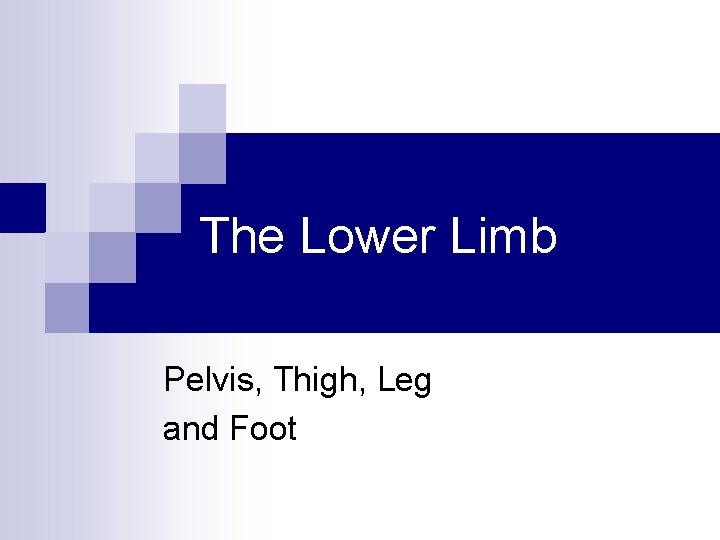 The Lower Limb Pelvis, Thigh, Leg and Foot 