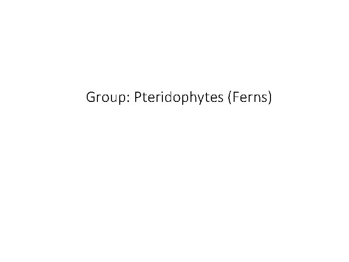 Group: Pteridophytes (Ferns) 