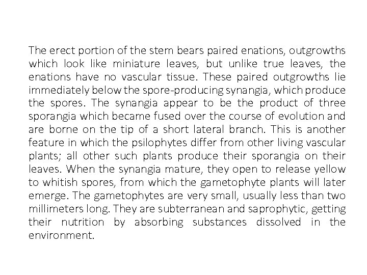 The erect portion of the stem bears paired enations, outgrowths which look like miniature
