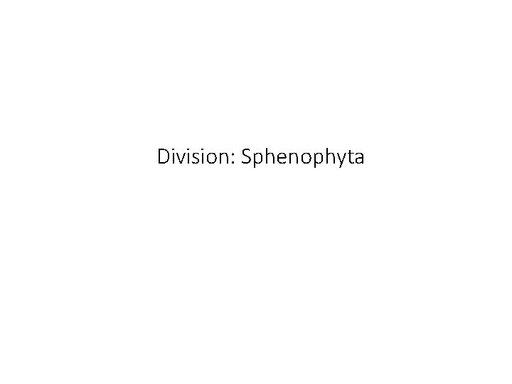 Division: Sphenophyta 