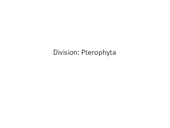 Division: Pterophyta 