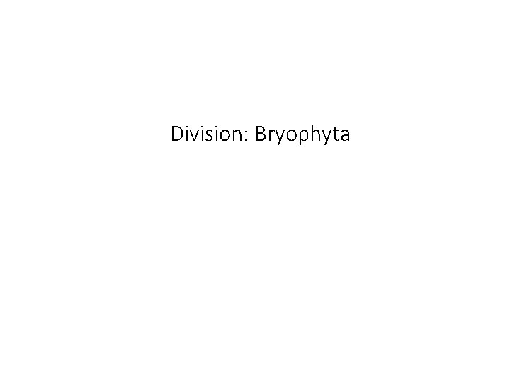 Division: Bryophyta 