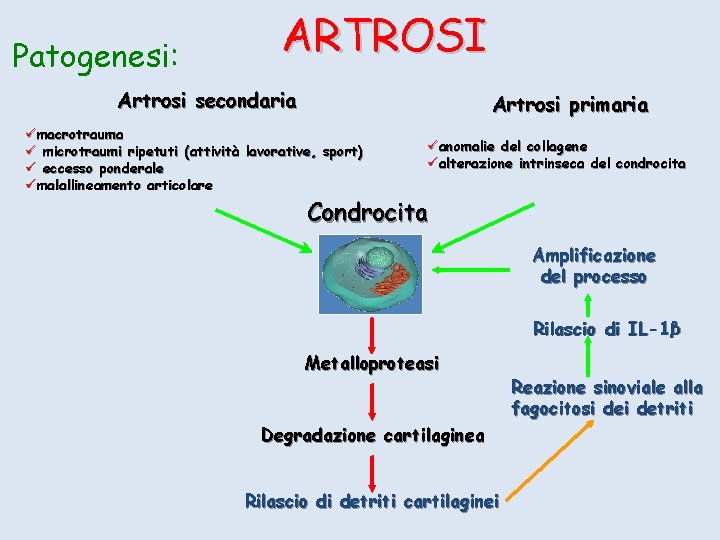 Patogenesi: ARTROSI Artrosi secondaria Artrosi primaria ümacrotrauma ü microtraumi ripetuti (attività lavorative, sport) ü