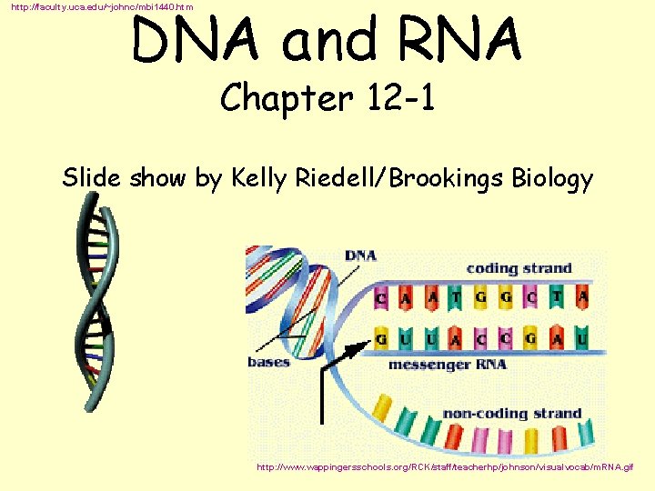 DNA and RNA http: //faculty. uca. edu/~johnc/mbi 1440. htm Chapter 12 -1 Slide show