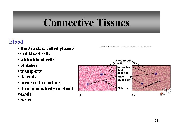 Connective Tissues Blood • fluid matrix called plasma • red blood cells • white