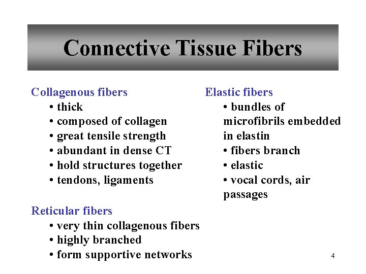 Connective Tissue Fibers Collagenous fibers • thick • composed of collagen • great tensile