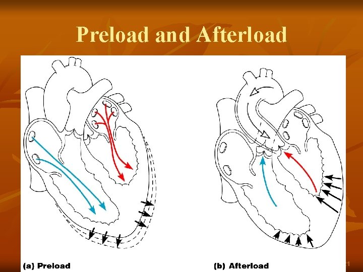 Preload and Afterload Figure 18. 21 
