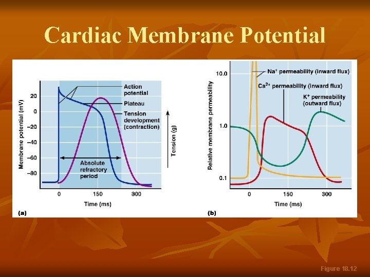 Cardiac Membrane Potential Figure 18. 12 