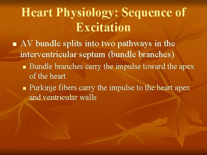 Heart Physiology: Sequence of Excitation n AV bundle splits into two pathways in the
