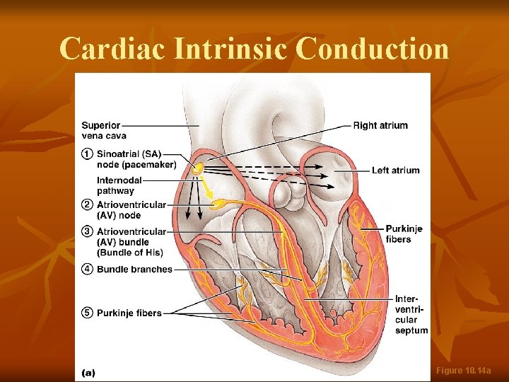 Cardiac Intrinsic Conduction Figure 18. 14 a 