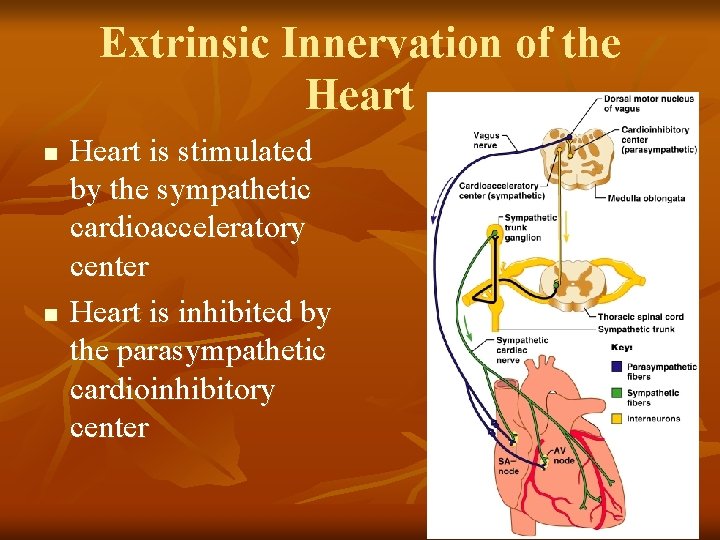 Extrinsic Innervation of the Heart n n Heart is stimulated by the sympathetic cardioacceleratory