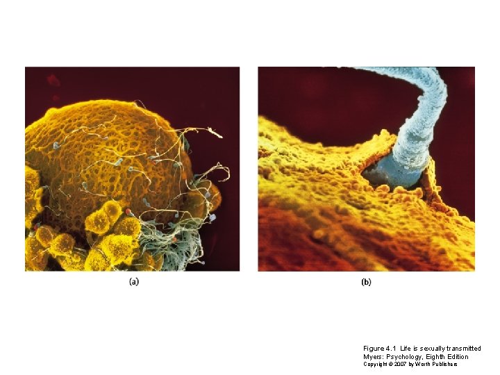 Figure 4. 1 Life is sexually transmitted Myers: Psychology, Eighth Edition Copyright © 2007