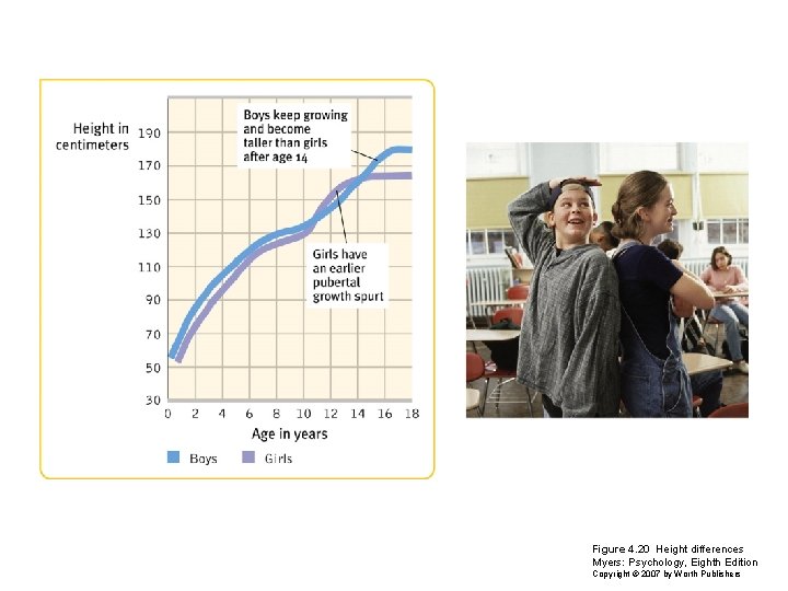 Figure 4. 20 Height differences Myers: Psychology, Eighth Edition Copyright © 2007 by Worth