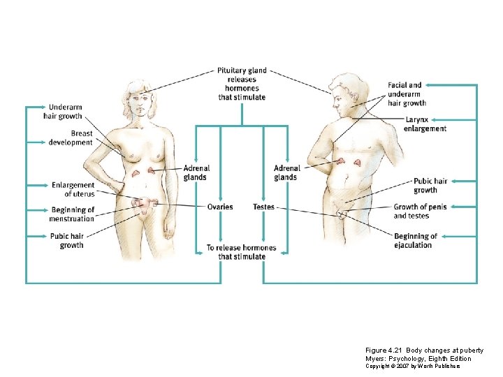 Figure 4. 21 Body changes at puberty Myers: Psychology, Eighth Edition Copyright © 2007