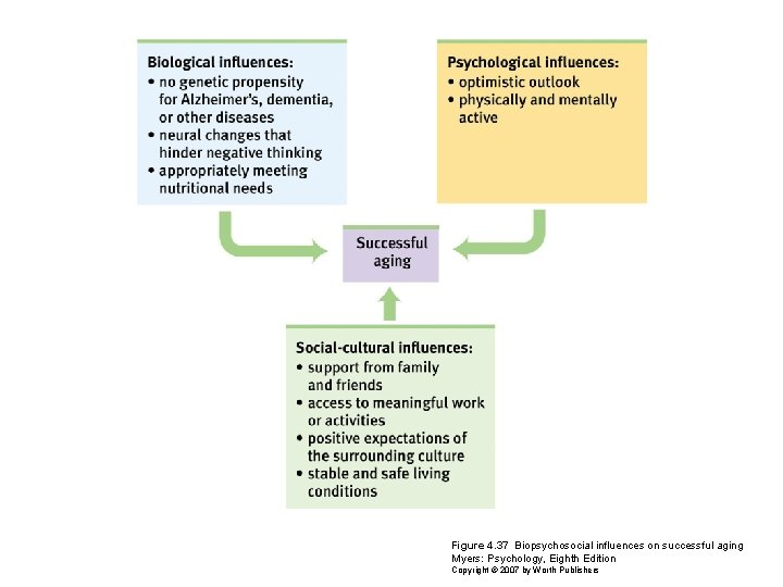 Figure 4. 37 Biopsychosocial influences on successful aging Myers: Psychology, Eighth Edition Copyright ©