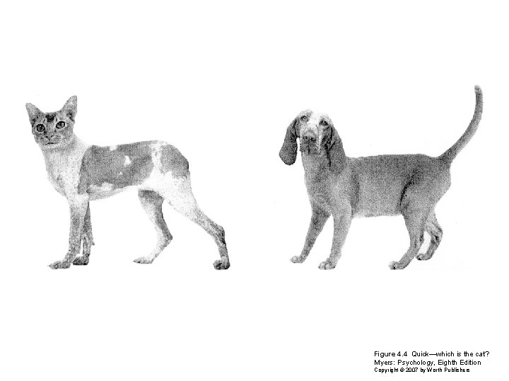 Figure 4. 4 Quick—which is the cat? Myers: Psychology, Eighth Edition Copyright © 2007