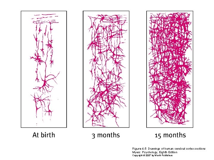 Figure 4. 5 Drawings of human cerebral cortex sections Myers: Psychology, Eighth Edition Copyright