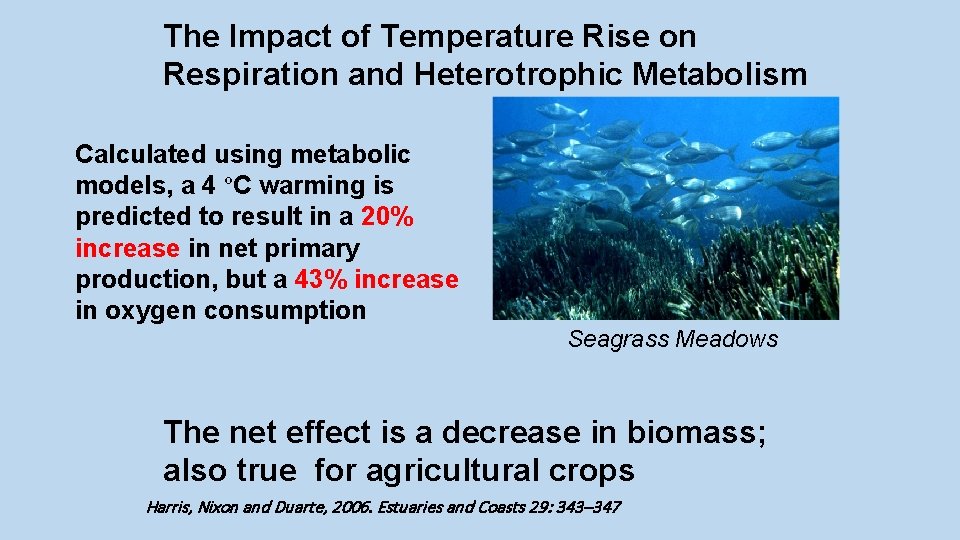 The Impact of Temperature Rise on Respiration and Heterotrophic Metabolism Calculated using metabolic models,