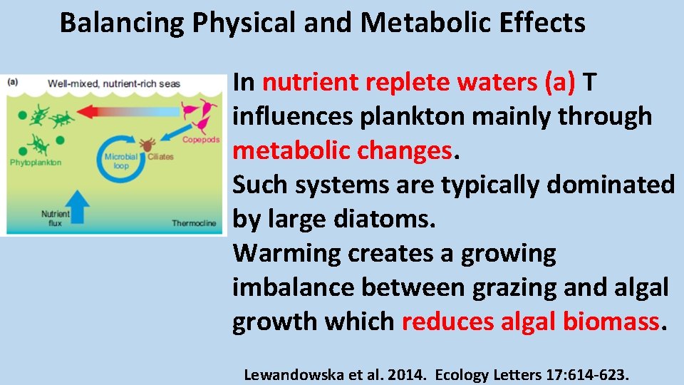 Balancing Physical and Metabolic Effects In nutrient replete waters (a) T influences plankton mainly