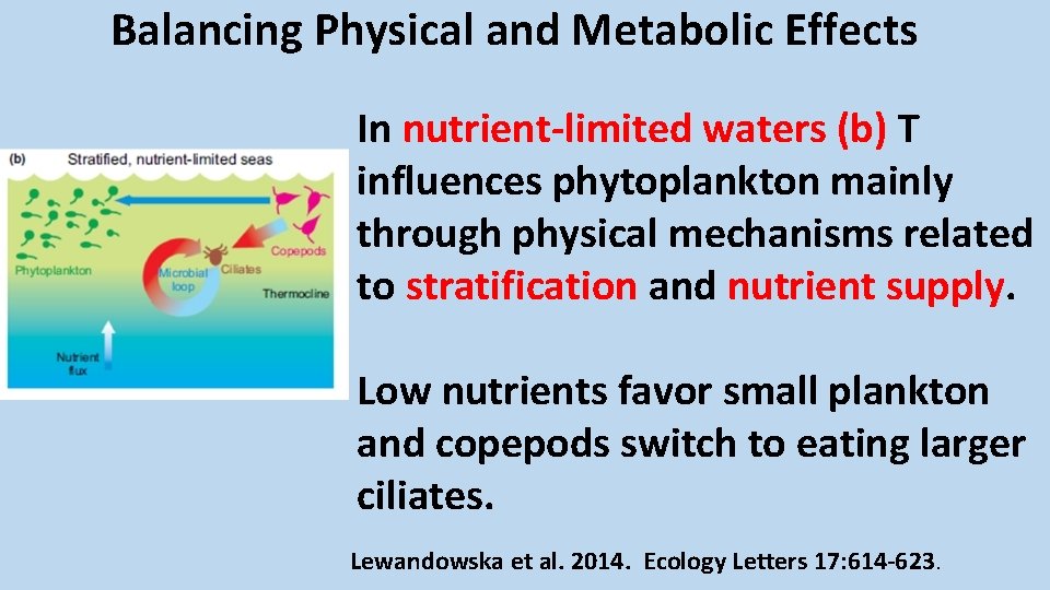 Balancing Physical and Metabolic Effects In nutrient-limited waters (b) T influences phytoplankton mainly through