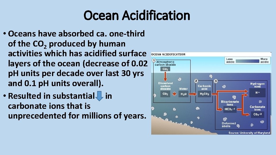 Ocean Acidification • Oceans have absorbed ca. one-third of the CO 2 produced by