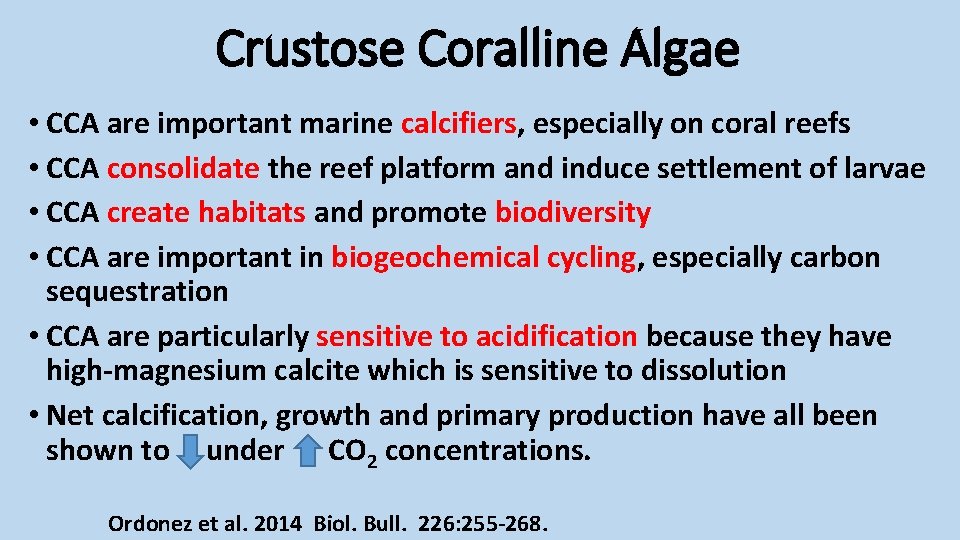 Crustose Coralline Algae • CCA are important marine calcifiers, especially on coral reefs •