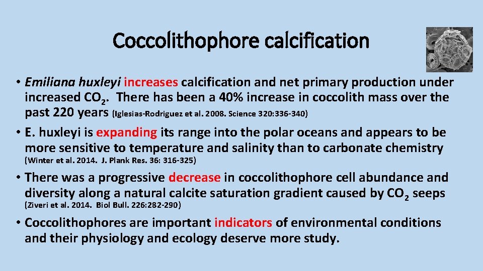 Coccolithophore calcification • Emiliana huxleyi increases calcification and net primary production under increased CO