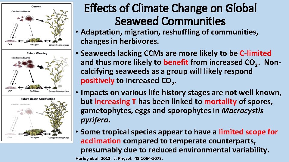 Effects of Climate Change on Global Seaweed Communities • Adaptation, migration, reshuffling of communities,