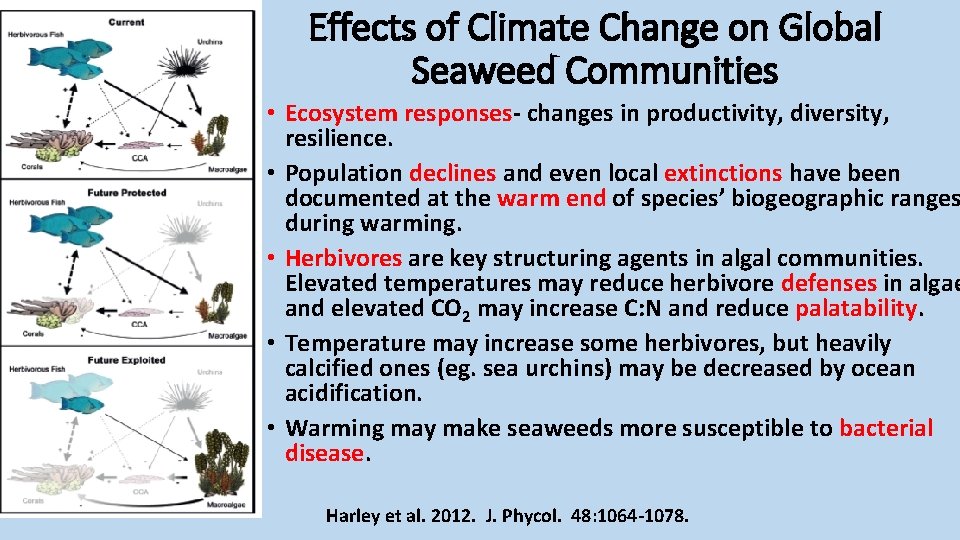 Effects of Climate Change on Global Seaweed Communities • Ecosystem responses- changes in productivity,