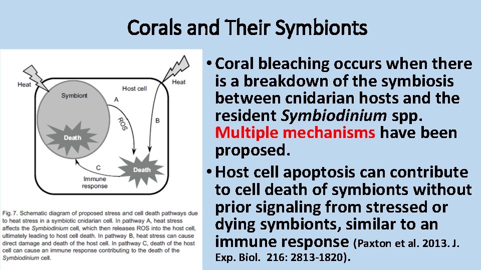 Corals and Their Symbionts • Coral bleaching occurs when there is a breakdown of