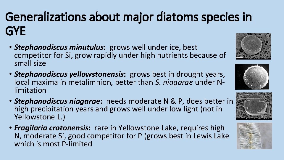 Generalizations about major diatoms species in GYE • Stephanodiscus minutulus: grows well under ice,