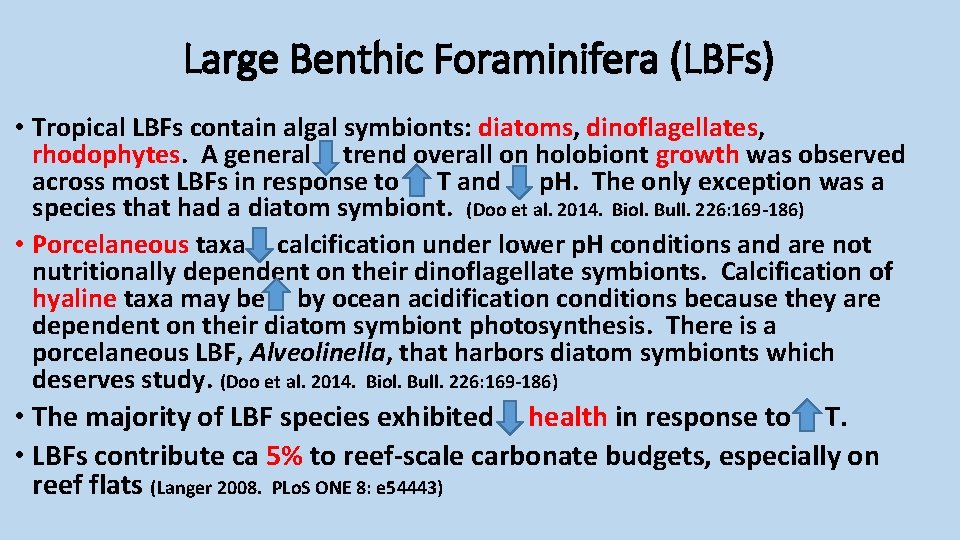 Large Benthic Foraminifera (LBFs) • Tropical LBFs contain algal symbionts: diatoms, dinoflagellates, rhodophytes. A