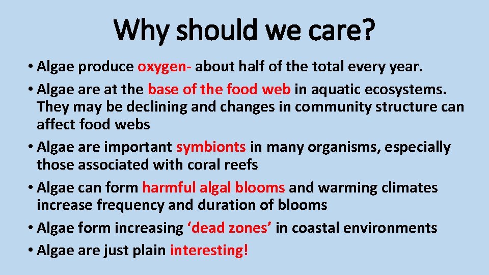 Why should we care? • Algae produce oxygen- about half of the total every