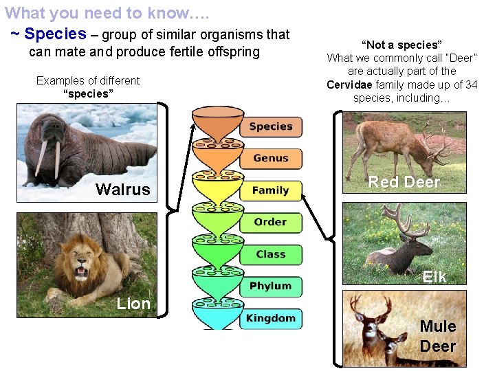 What you need to know…. ~ Species – group of similar organisms that can
