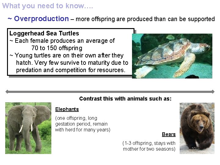 What you need to know…. ~ Overproduction – more offspring are produced than can