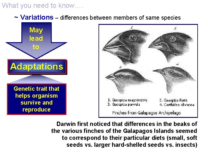 What you need to know…. ~ Variations – differences between members of same species