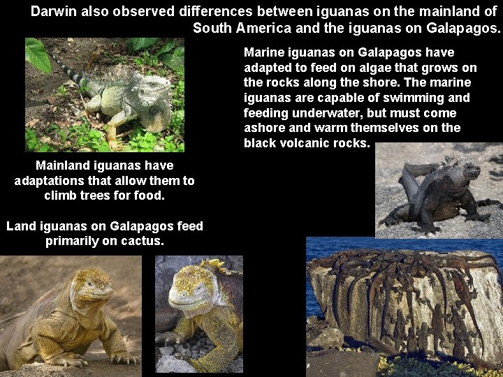 Darwin also observed differences between iguanas on the mainland of South America and the