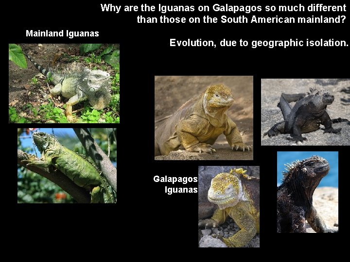 Why are the Iguanas on Galapagos so much different than those on the South