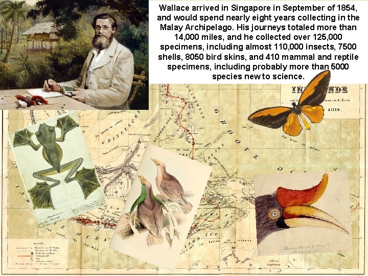 Wallace arrived in Singapore in September of 1854, and would spend nearly eight years