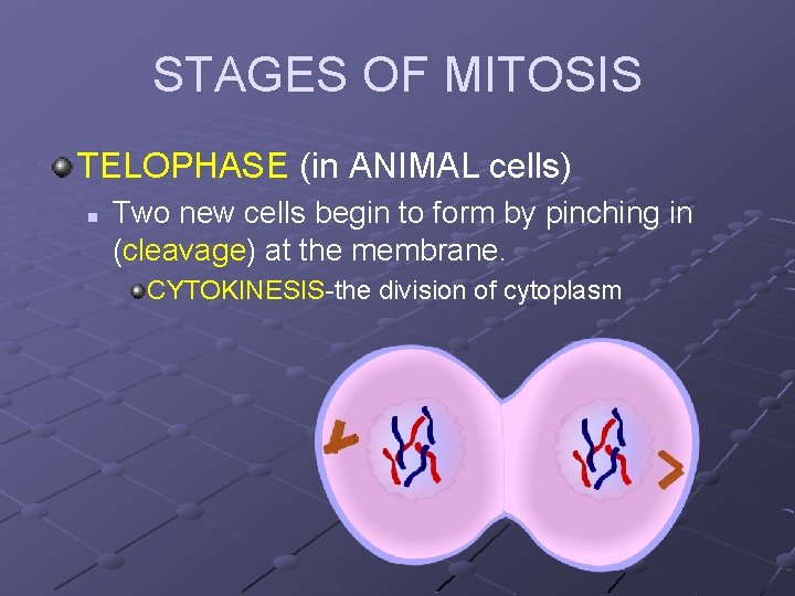 STAGES OF MITOSIS TELOPHASE (in ANIMAL cells) n Two new cells begin to form