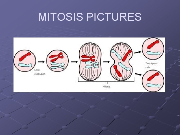 MITOSIS PICTURES 