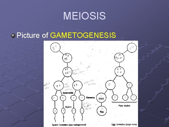MEIOSIS Picture of GAMETOGENESIS 