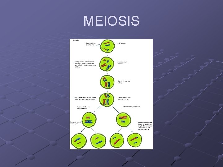 MEIOSIS 