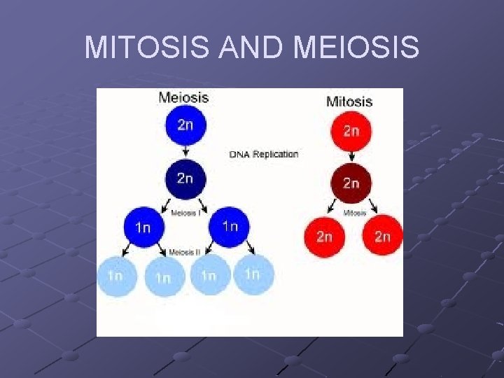 MITOSIS AND MEIOSIS 