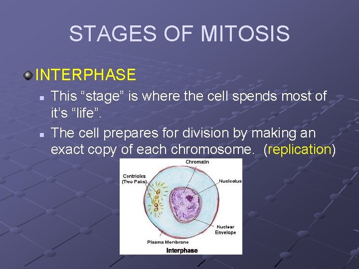 STAGES OF MITOSIS INTERPHASE n n This “stage” is where the cell spends most