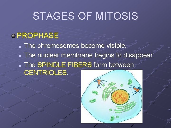 STAGES OF MITOSIS PROPHASE n n n The chromosomes become visible. The nuclear membrane