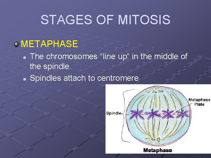 STAGES OF MITOSIS METAPHASE n n The chromosomes “line up” in the middle of